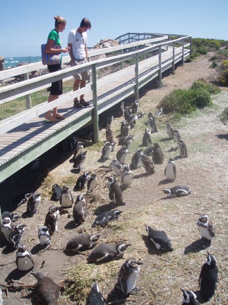 KeHa_in_South_Africa - 170